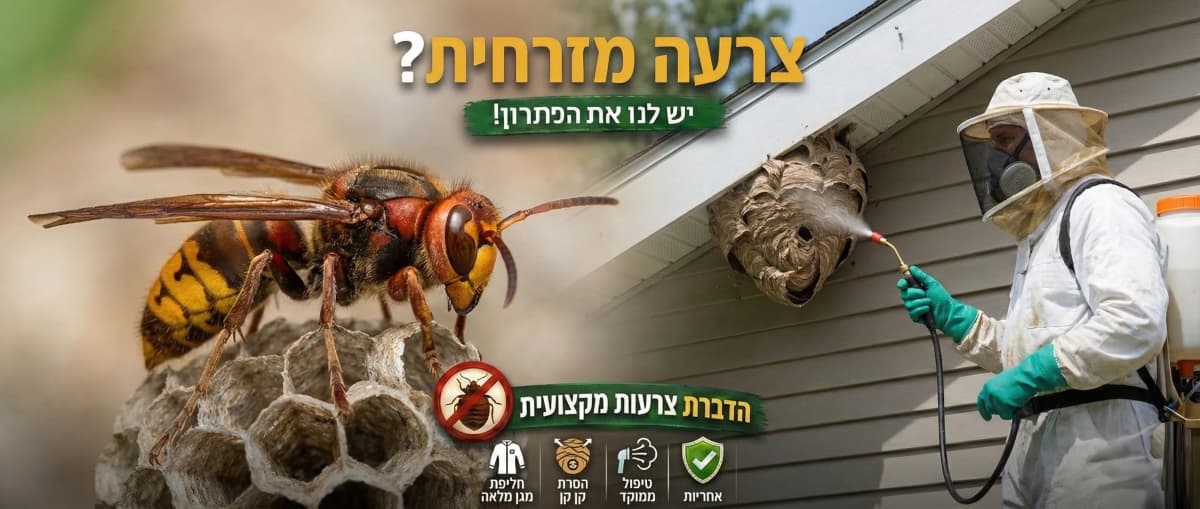 זיהוי צרעות באשדוד - תמונה להמחשה