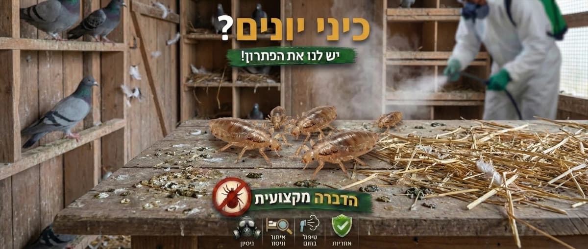 זיהוי כיני יונים ברעננה - תמונה להמחשה