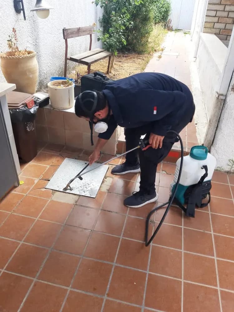 תיקן אמריקאי — ריסוס ממוקד בפתחי הניקוז סביב הבית — עוצר את הכניסה עוד לפני המטבח