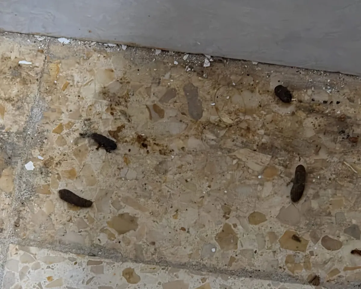 קקי של עכבר או חולדה – גללים על ריצוף טרצו ליד הפאנל