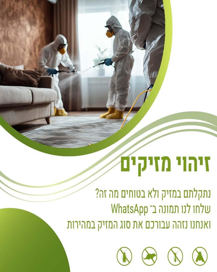 איך חולדות נכנסות לבית