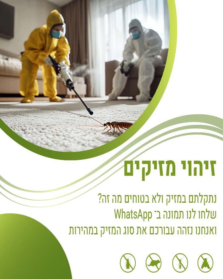 איך יודעים שיש עכבר בבית
