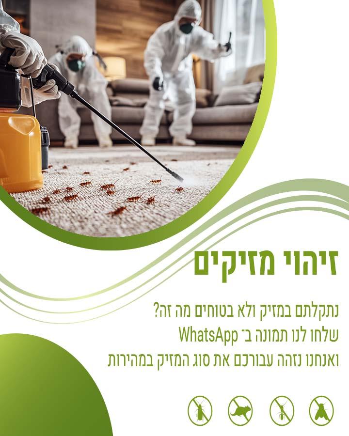 איך נראה פשפש המיטה