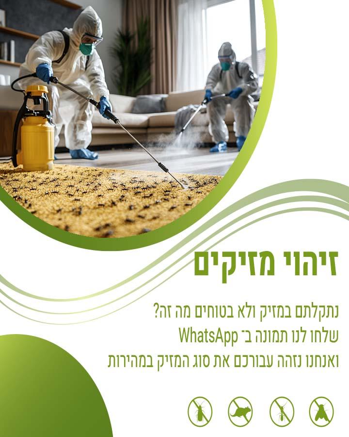 איך נראה קן צרעות