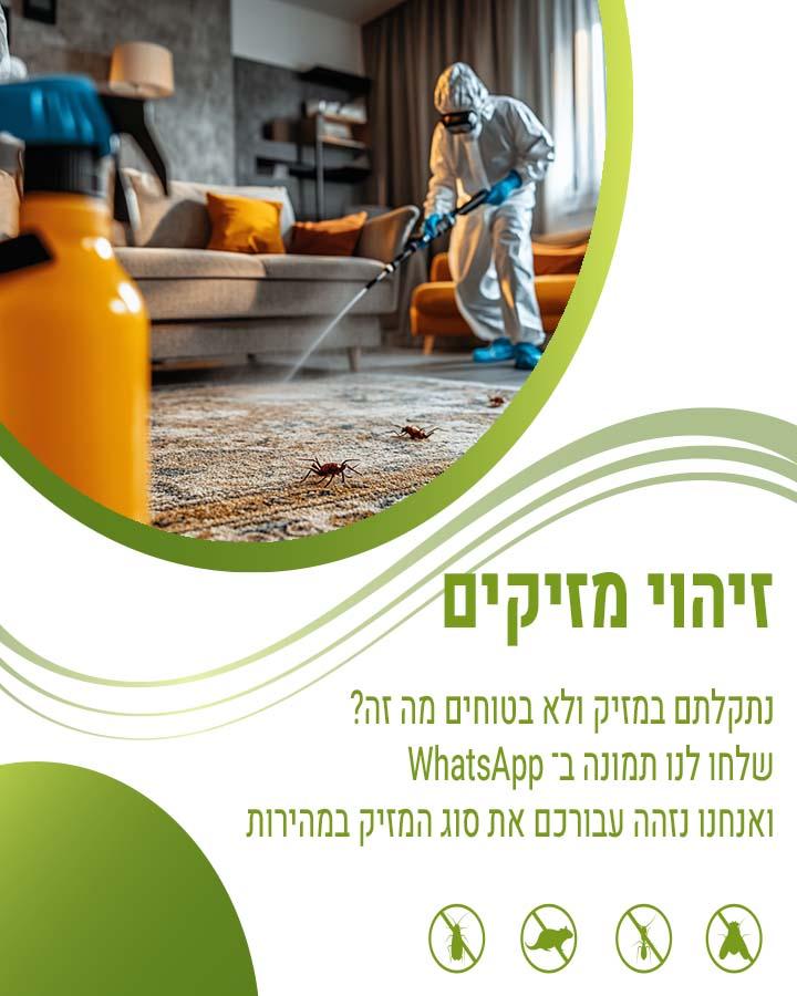 ביצים של ג'וקים
