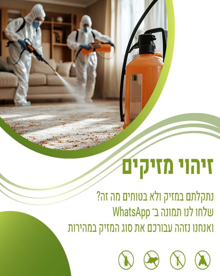 האם עכברים חוזרים