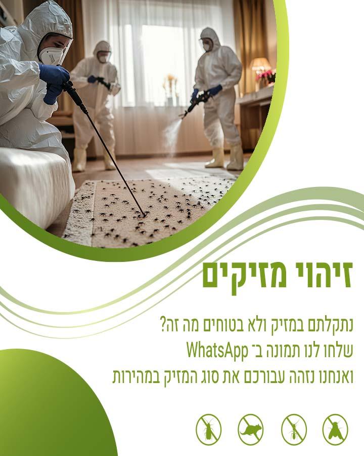 הדברה בצפת