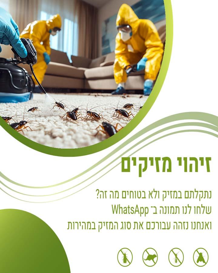 הדברת אורזית משוננת חזה