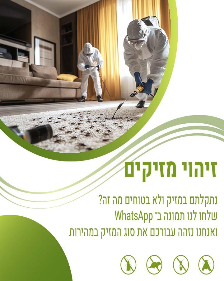 הדברת מרתף