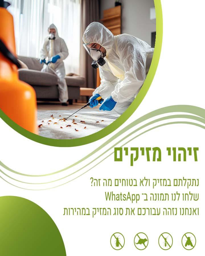 הדברת פשפש המיטה