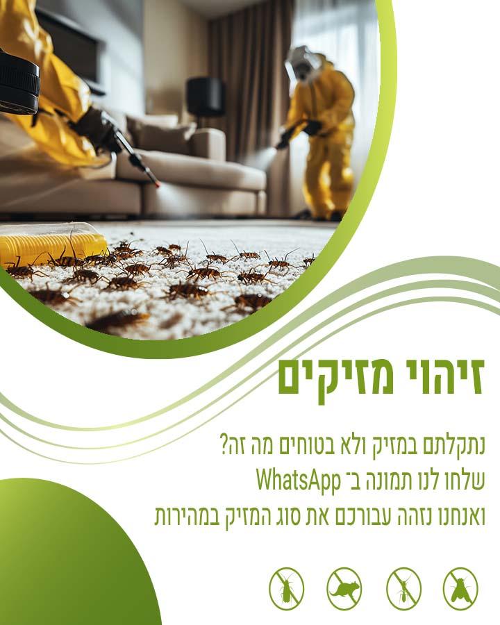הדברת פשפשים
