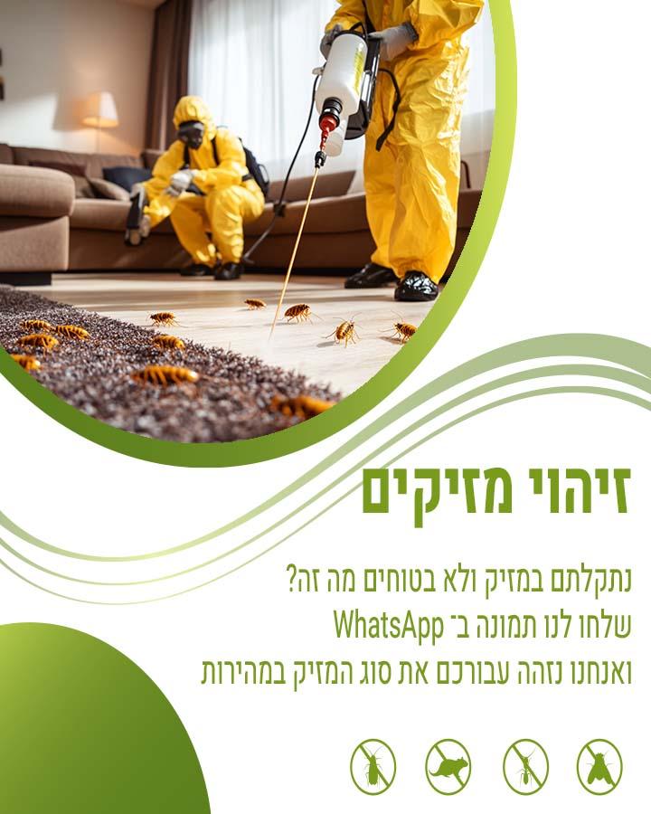 זבוב החול