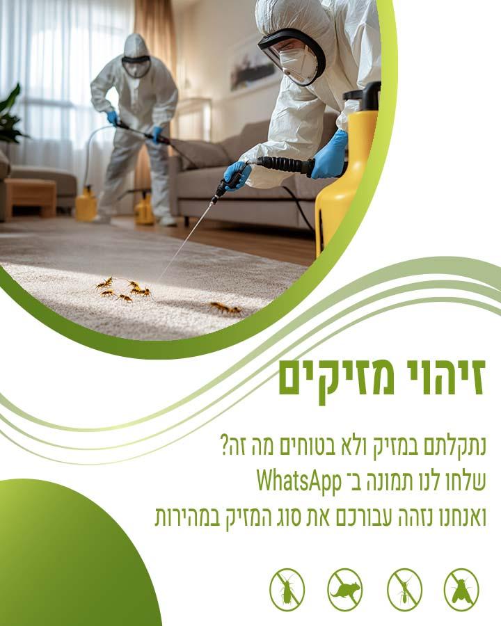 זבוב הפירות