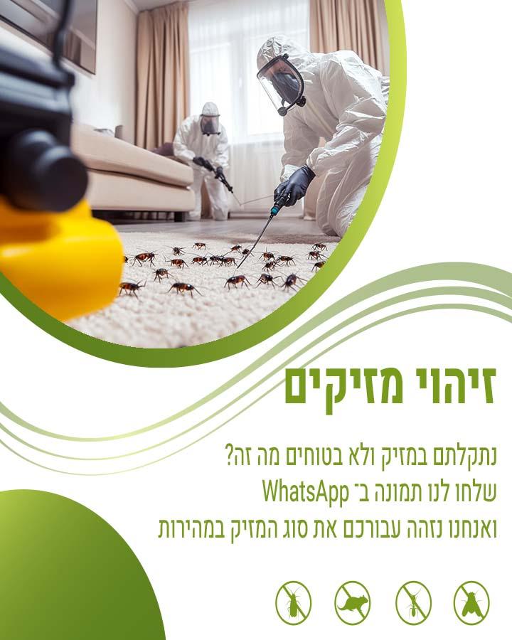 זבוב פירות