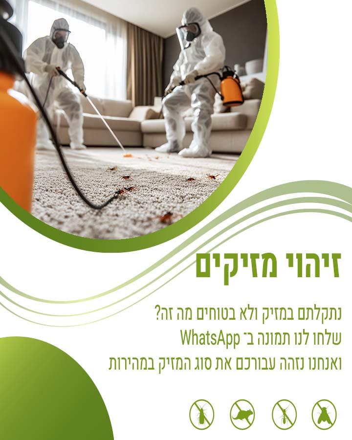 חיפושיות
