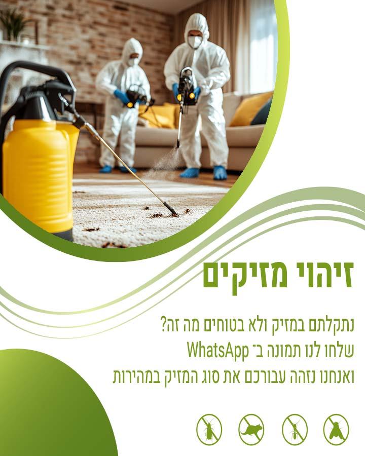 חיפושית הטבק