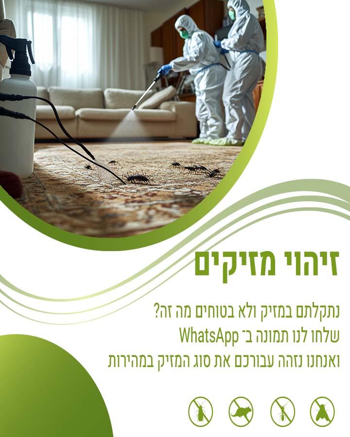 חיפושית הקמח