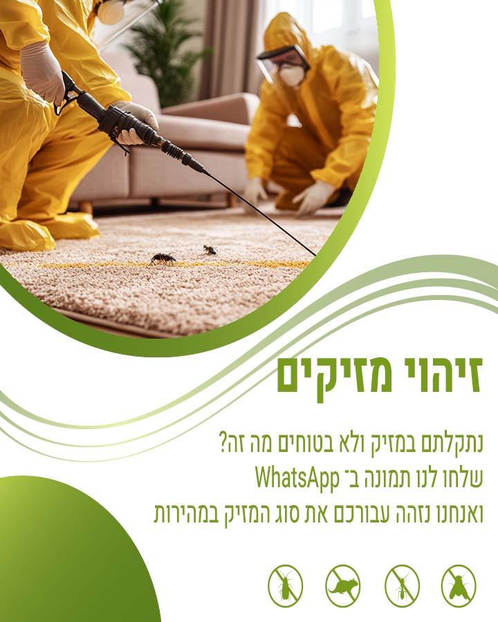 טרמיטים