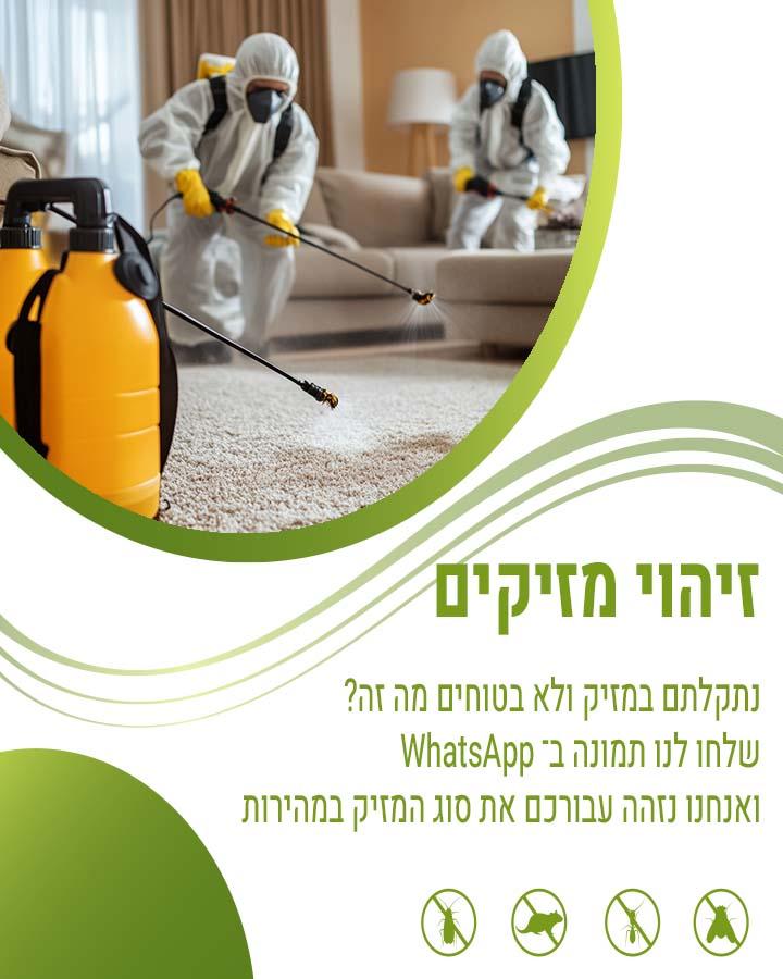 לוכד חולדות