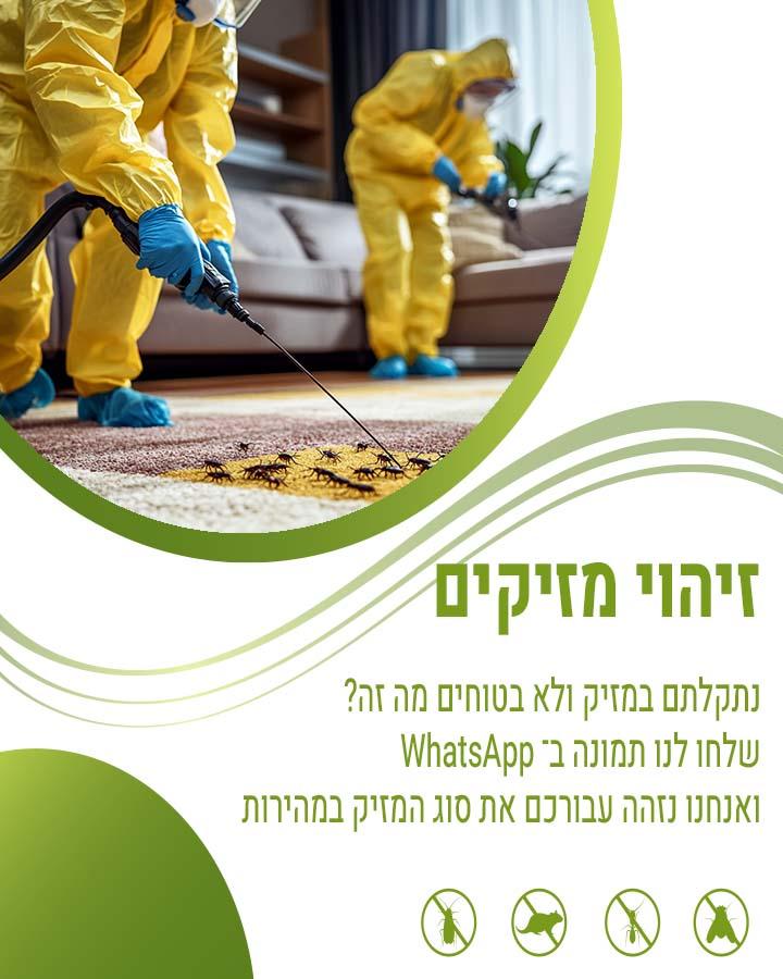 לוכד חולדות באבן יהודה