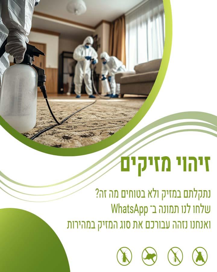 לוכד חולדות באשדוד