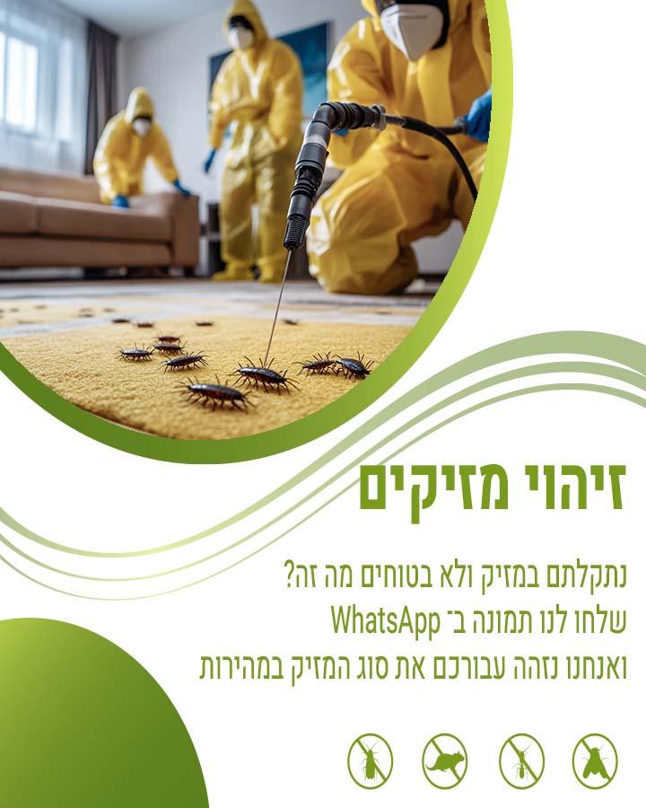 לוכד חולדות בלוד