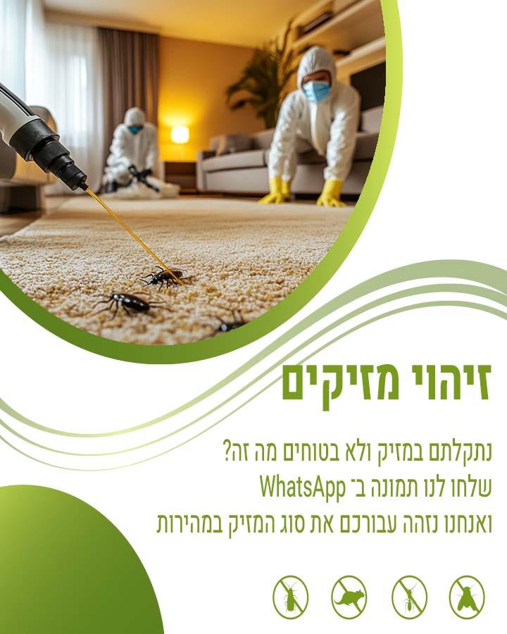 לוכד חולדות בנתניה