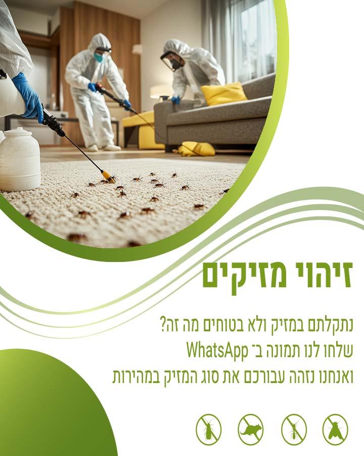 לוכד חולדות בראשון לציון