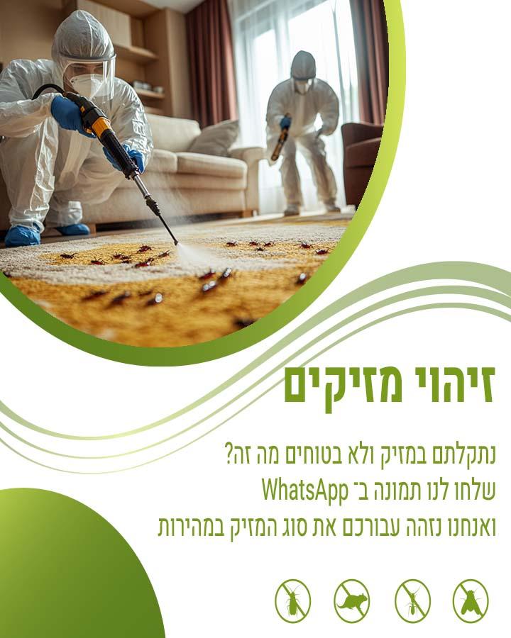 לוכד חולדות בשוהם