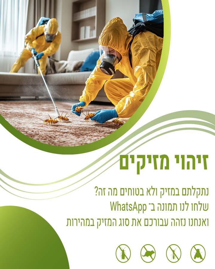 לוכד חולדות בתל מונד