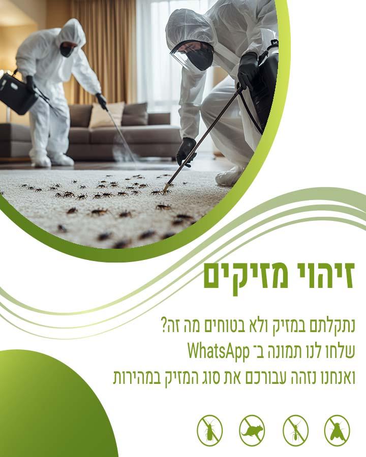 לוכד עכברים בלוד