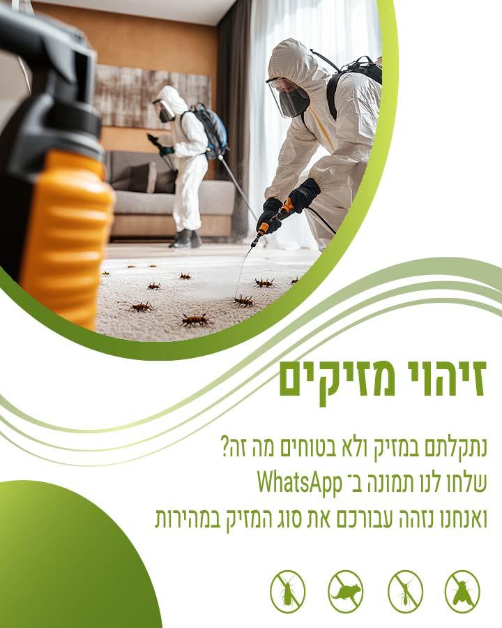 לוכד עכברים ברחובות