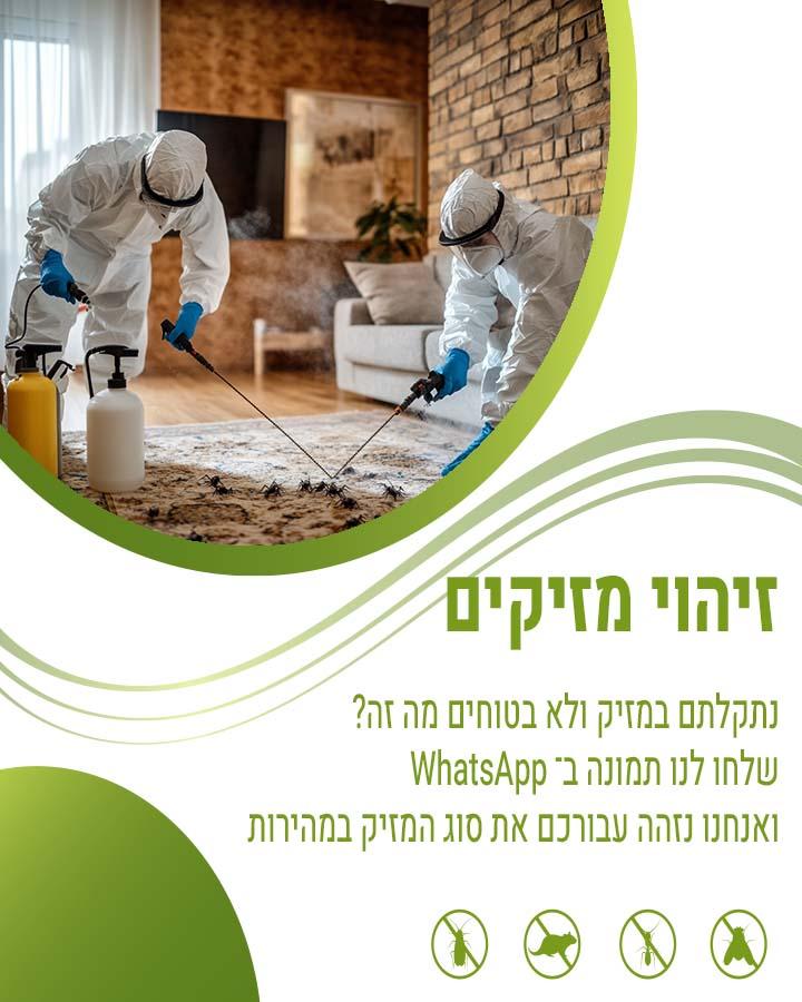 לוכד עכברים בתל מונד