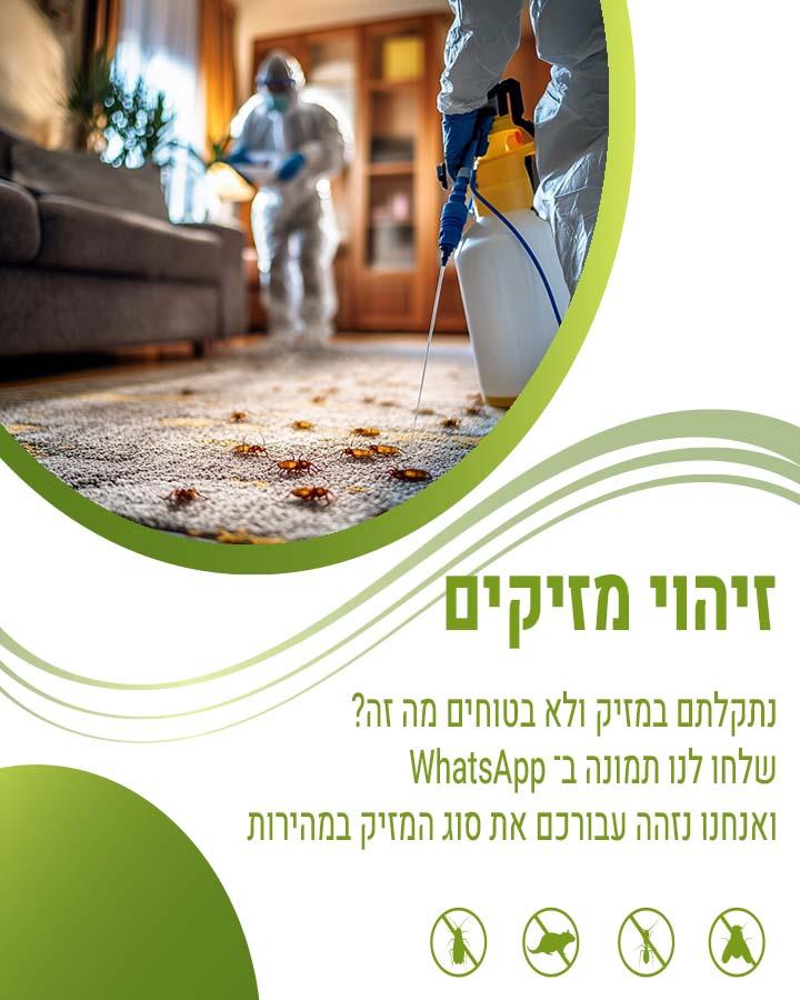 לכידת חולדות 1
