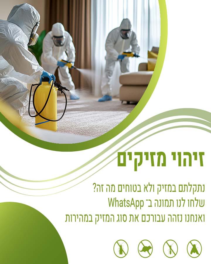 נמלים בבית