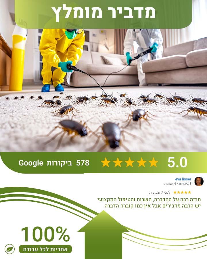 נמלים בקירות