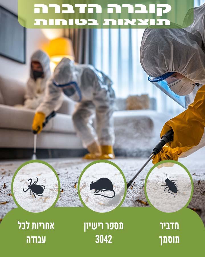 נמלים בקירות