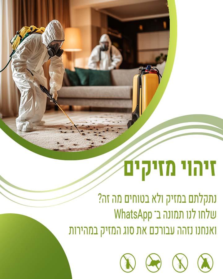 עכברים