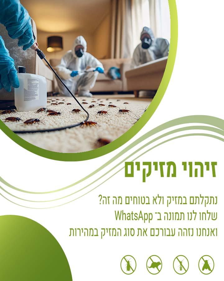 עקיצות פשפשים