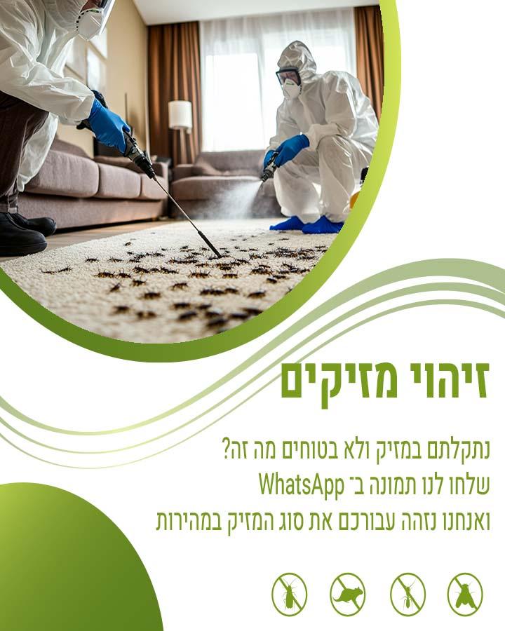 פינוי חתול מת