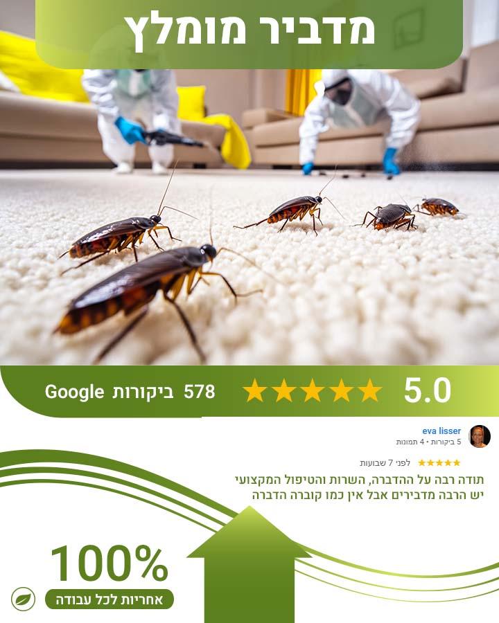 פינוי חתול מת