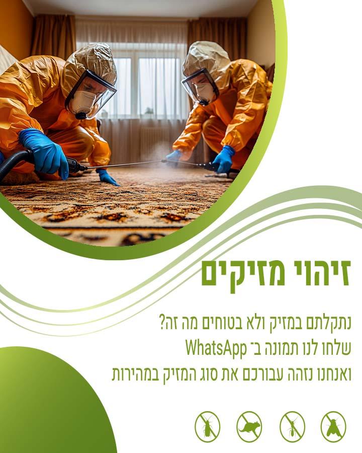 פינוי יונה מתה