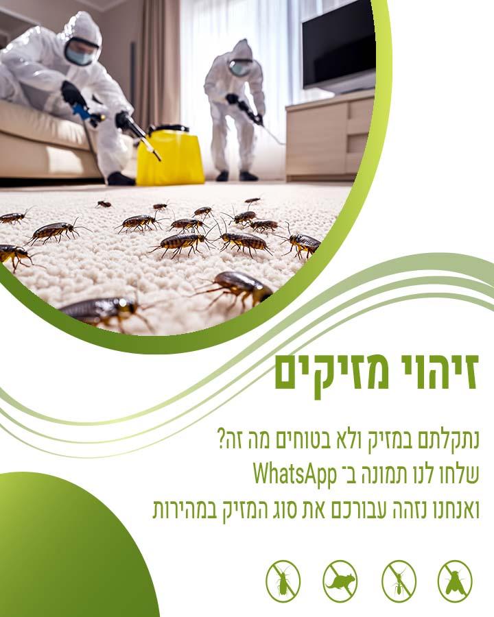 פינוי קן ציפורים
