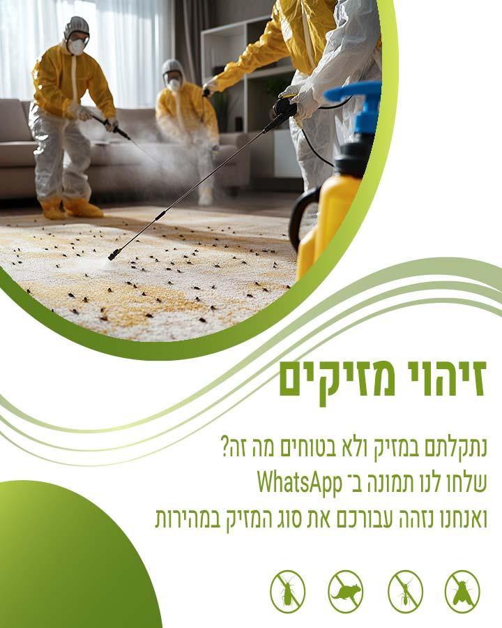 פרעושים בבית
