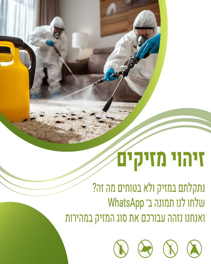 פשפשים בבית