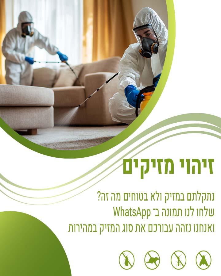 פשפשים במזרון