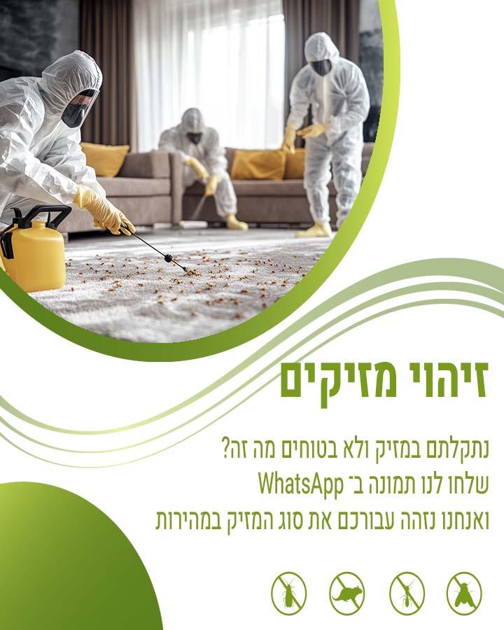פשפשים בספה