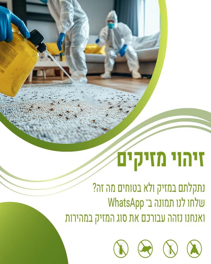 קן צרעות קטן