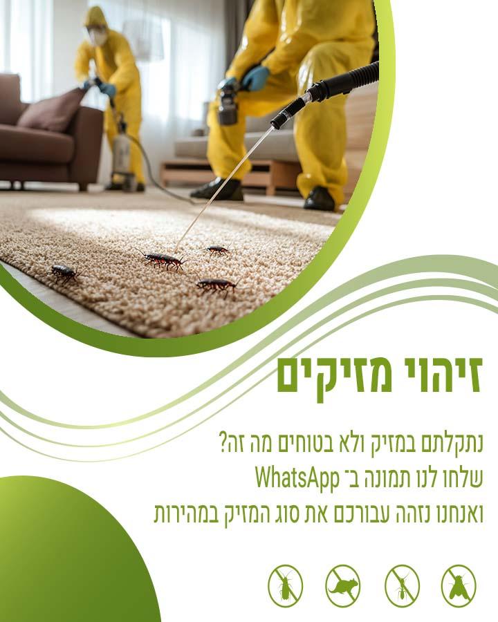 קקי של עכבר או חולדה