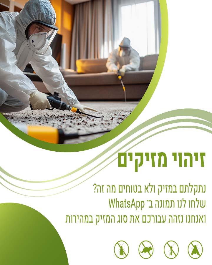 קרדית